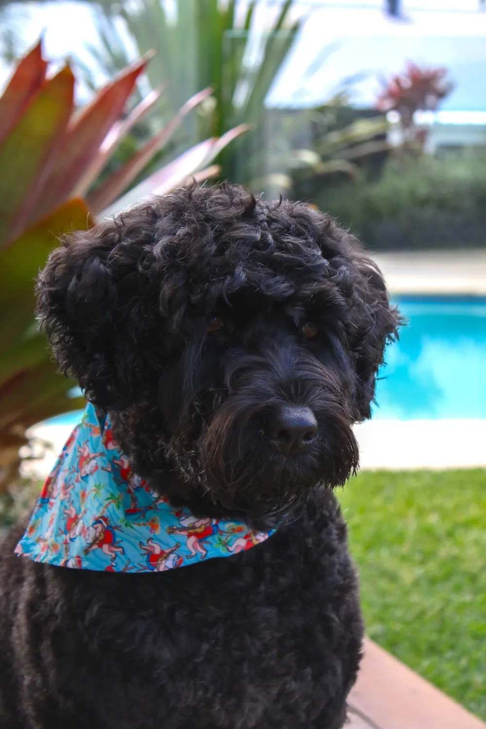 Black curly-haired dog wearing a colourful bandana beside a pool