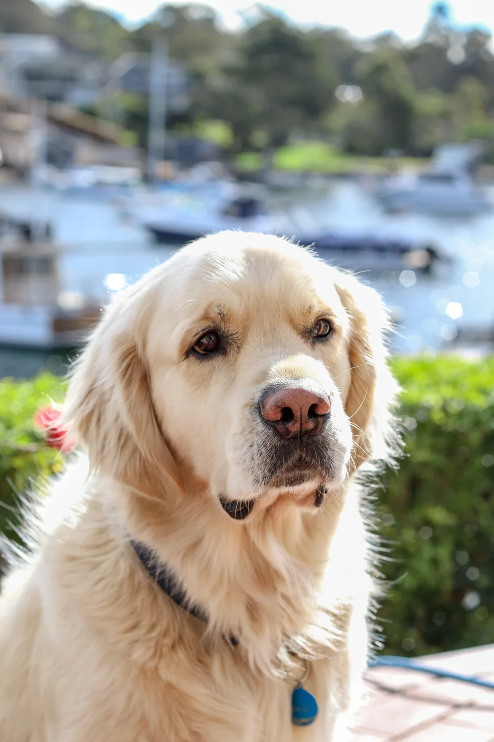Golden retriever portrait beside a sparkling harbour