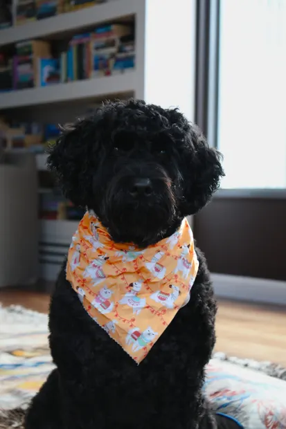 Black curly-haired dog wearing an orange bandana