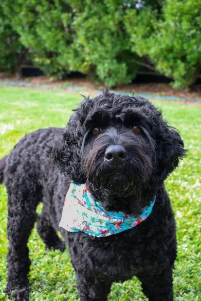 Black curly-haired dog standing outdoors in a blue bandana
