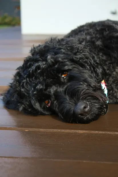 Black curly-haired dog resting its head on wooden steps