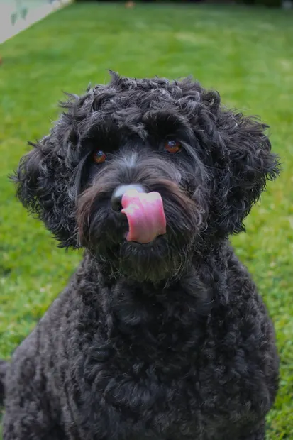 Black curly-haired dog licking its nose on green grass