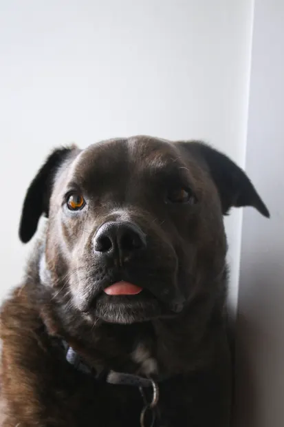 Close portrait of a brindle dog with its tongue peeking out