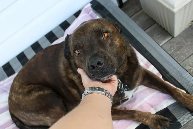 Brindle dog having its chin gently held