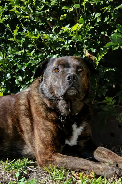 Brindle dog posed in sunlight beside leafy greenery