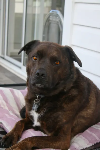 Brindle dog sitting on a striped outdoor cushion