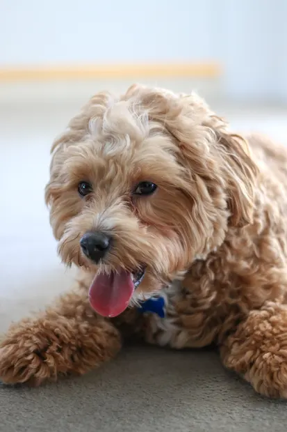 Close portrait of a happy caramel cavoodle