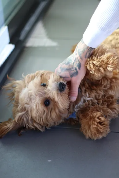 Caramel cavoodle lying on its back while being patted