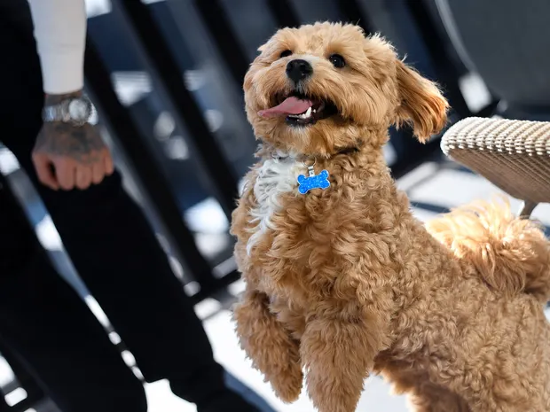 Caramel cavoodle jumping excitedly in the air