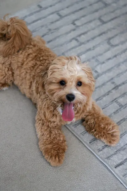 Caramel cavoodle looking up with its tongue out
