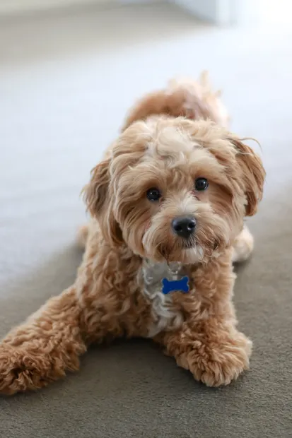 Caramel cavoodle lying down and looking into the camera