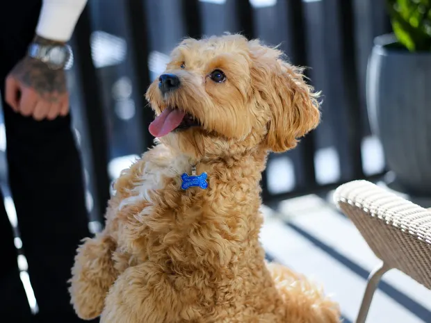 Caramel cavoodle sitting and looking up