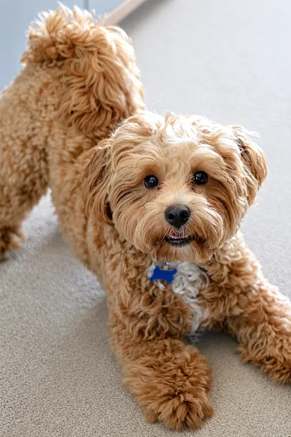Caramel cavoodle standing indoors and looking at the camera