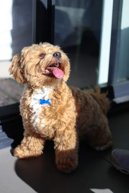 Small caramel cavoodle standing in a patch of sunlight