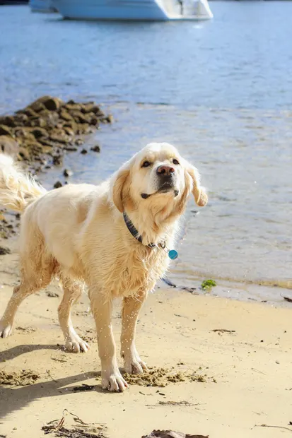 Wet golden retriever standing on a sandy beach
