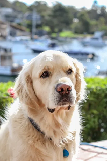 Golden retriever portrait overlooking a harbour