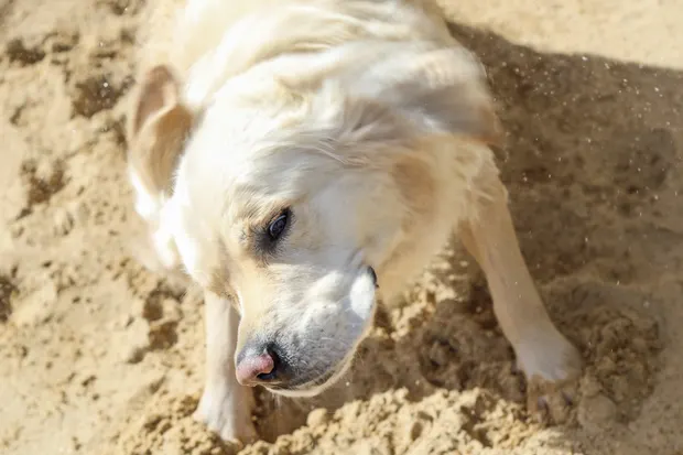 Golden retriever shaking sand from its coat