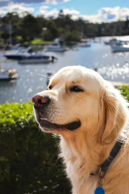 Golden retriever side profile against sparkling harbour water