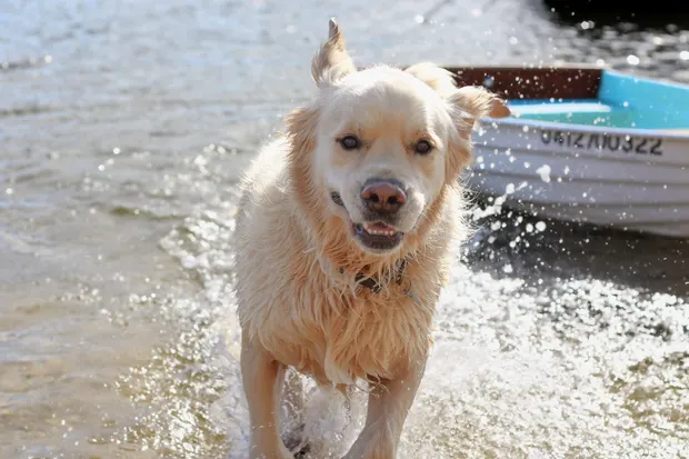 Golden retriever splashing towards the camera