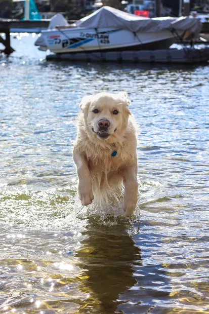 Golden retriever running directly through shallow water