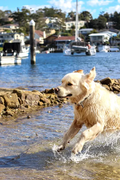 Golden retriever bounding through the water from the side